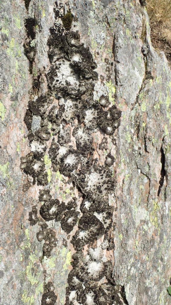 Lasallia pustulata - dry