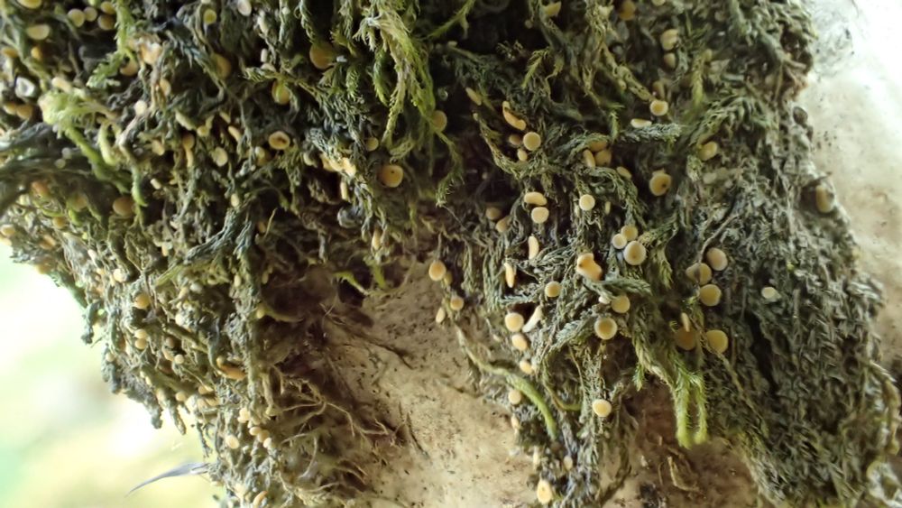 Coenogonium luteum: the thallus is a grey film on the moss - the fruits have obvious orangey discs and a paler margin