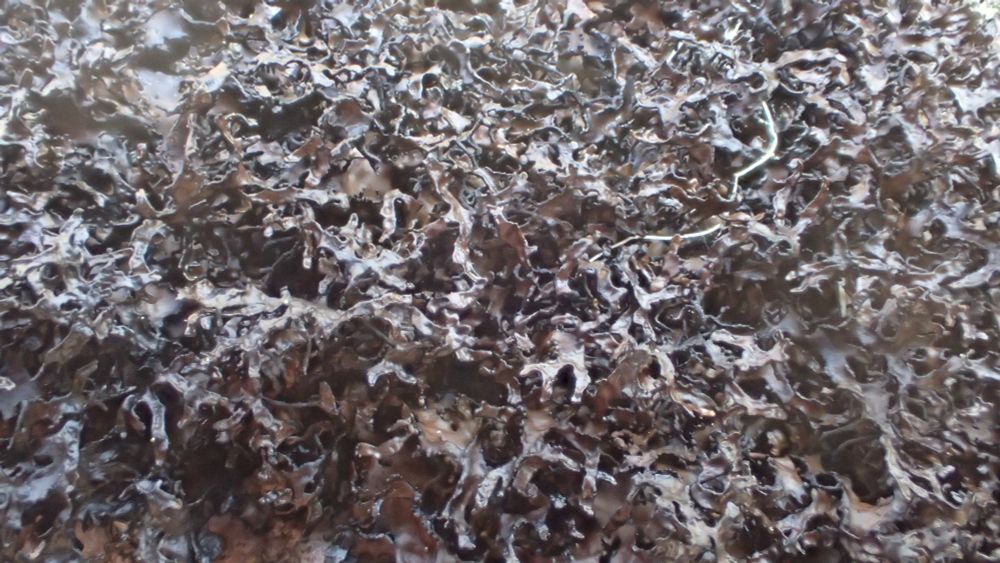 Cetrariella commixta
