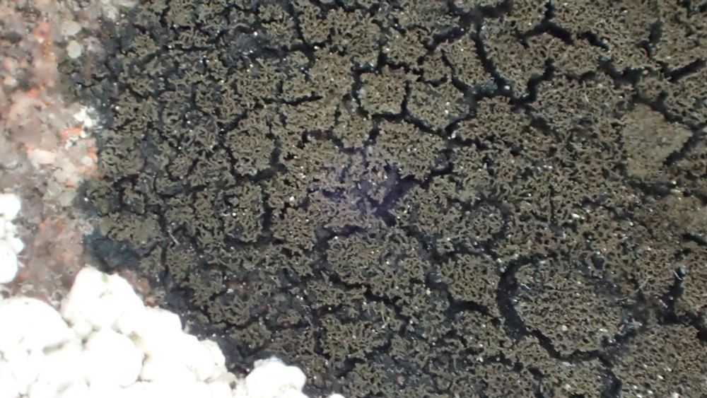 Placynthium nigrum