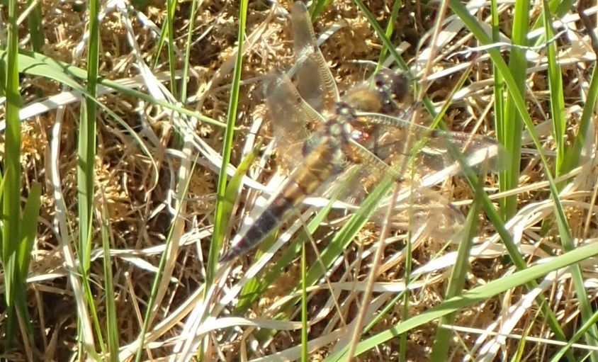 Four-spotted chaser dragonfly just visible