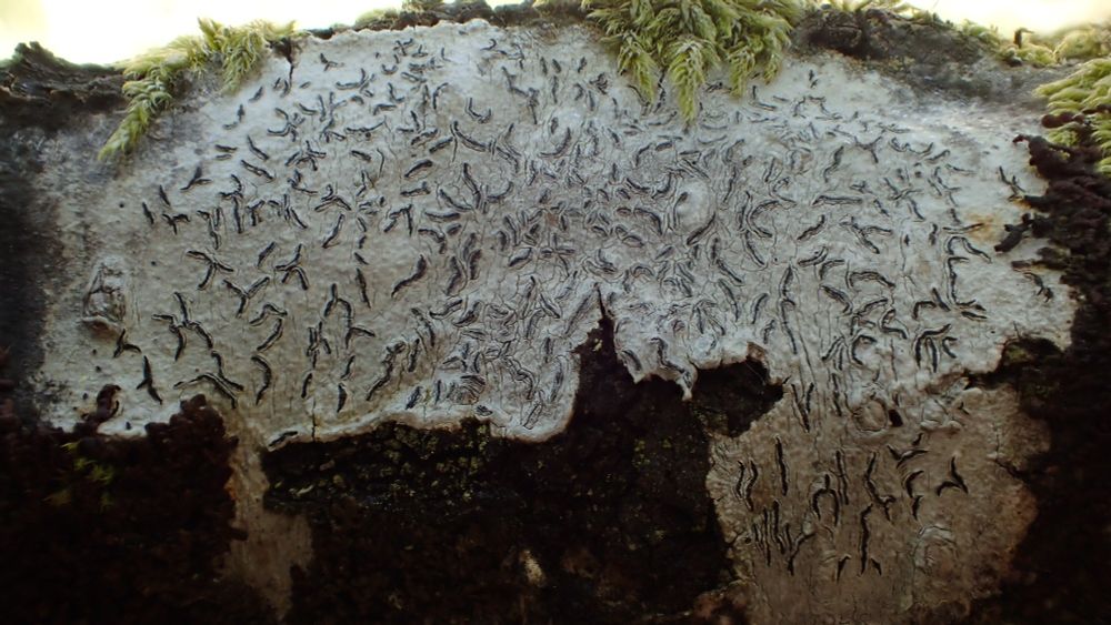 Graphis elegans with furrowed margins to the elongate fruiting bodies