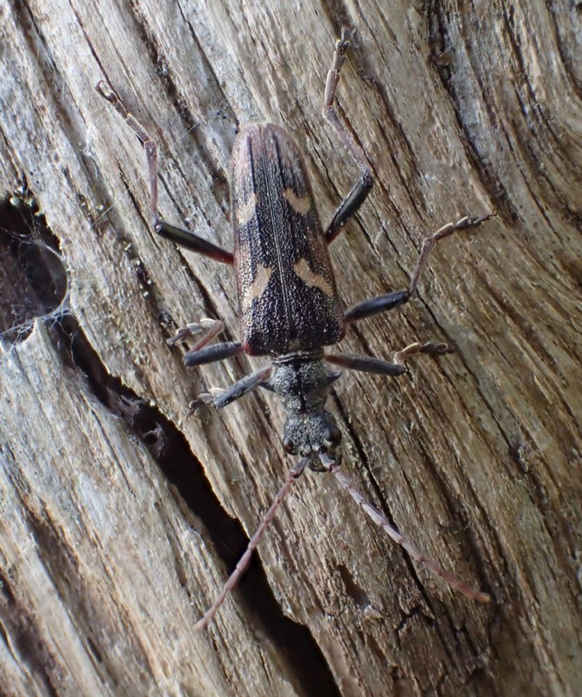 Rhagium bifasciatum