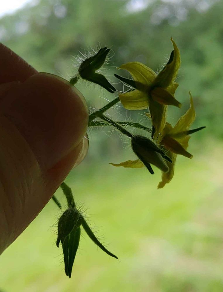Picture showing flowers number 11, 12 and 13 (which is just beginning to open), as well as some already fertilized tomatoes in the same cluster.