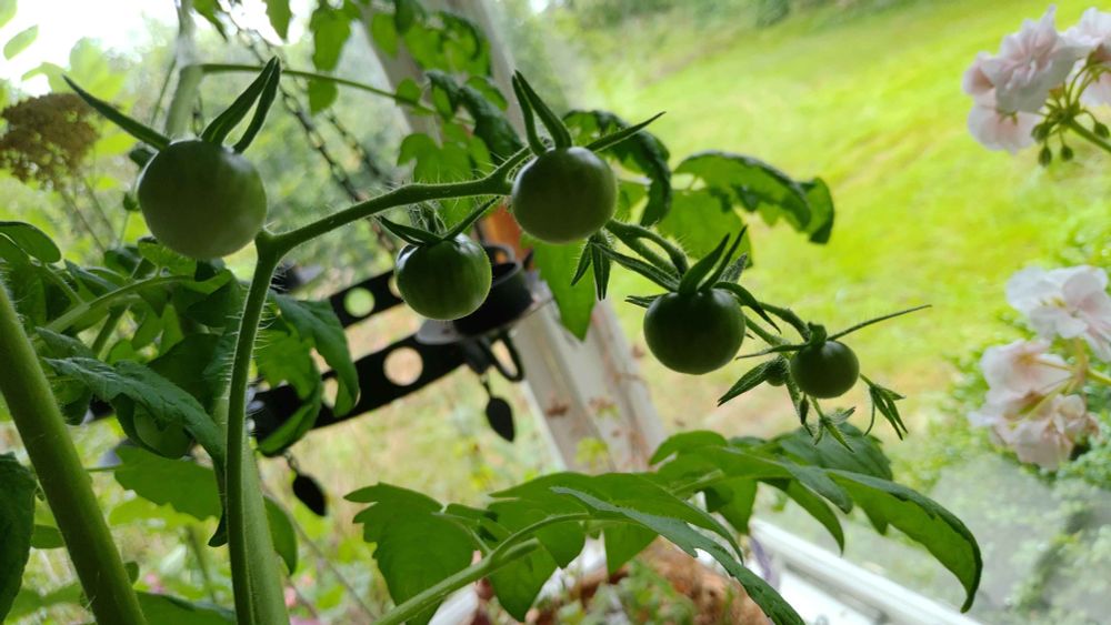 Picture of ten (10) unripe high cherry tomatoes on their vine, in various stages of growth, from ones that have just dropped their petals, to ones about as big as a fingertip.