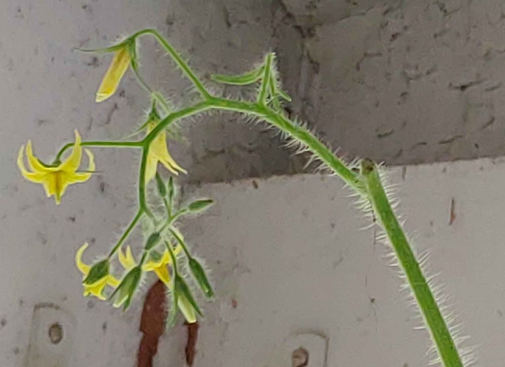 Image of a cluster of high cherry tomato flowers, near where the stem has been topped to limit growth exceeding 200 centimeters.

Several of the flowers are open, exposing the cone of anthers around the stigma, to allow pollination, while others are still opening; one flower is closed, as it has been fertilized, and another has dropped its petals, leaving only the developing fruit (not visible from this angle).