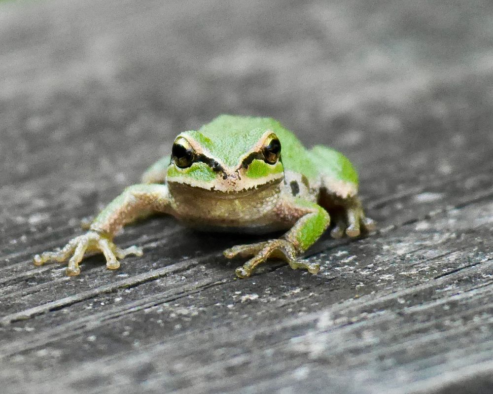 A pacific chorus frog looking at the camera. 