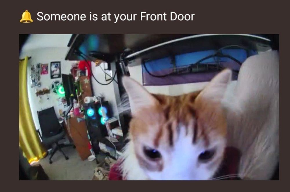a ring doorbell notification of my gf's cat 
