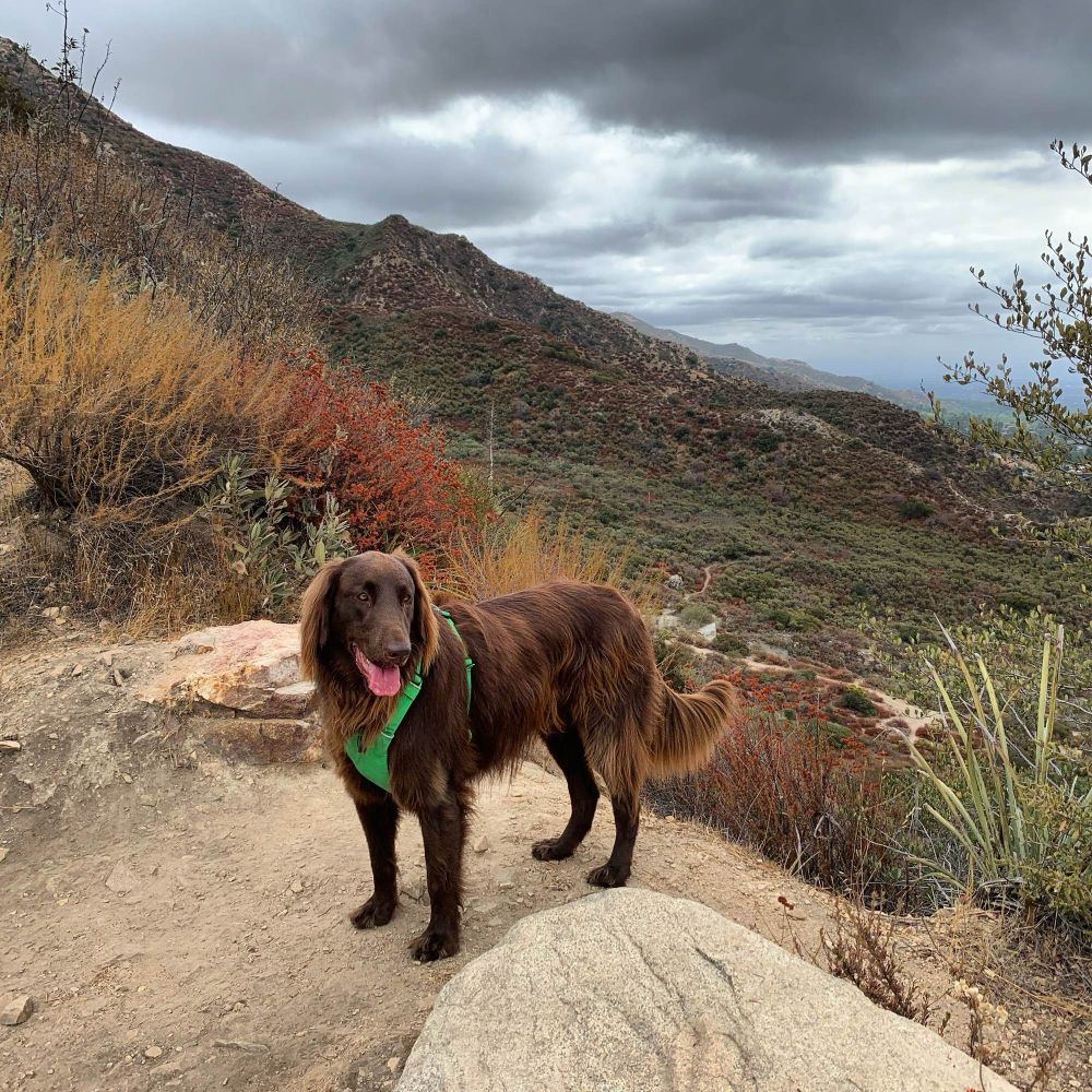 Photo of a brown flat-coated retriever on a hike