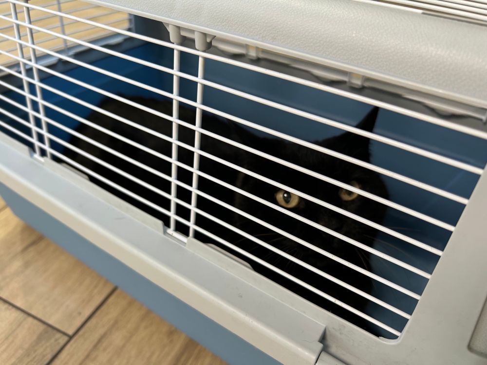 Très belle chatte noire enfermée dans une boîte de transport. Le regard est désapprobateur.