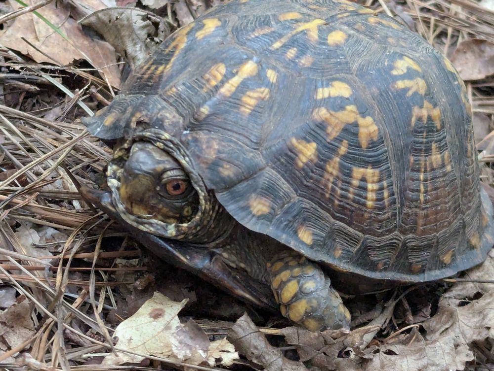 Eastern box turtle looking way cooler than an entitled white lady who couldn't bothered to put her dog on a leash in a park where they're required. It has orange eyes and a light brown pattern on a dark brown shell.