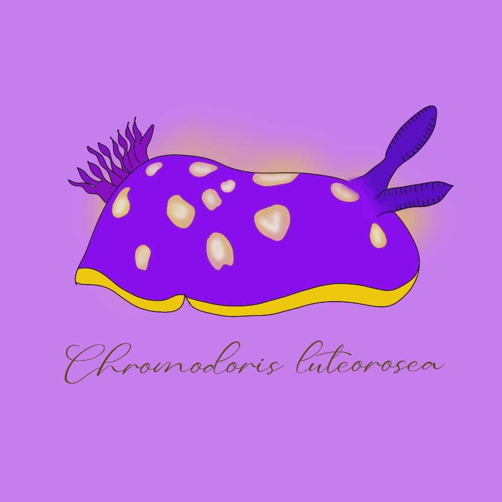 Dessin de la nudibranche elle est violette à point jaunes et bordure jaune.

Fond violet clair

Son nom est écrit en dessous
