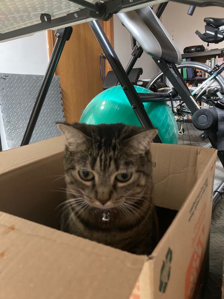 Elsa the Egyptian Mau cat (looks like a golden cheetah) sitting in a box in near her human's workout area.