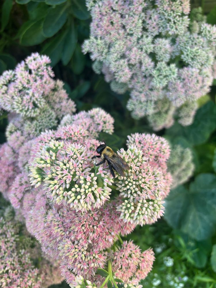 A bumblebee perched on a cluster of light pink sedum flowers