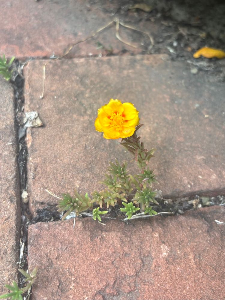 A moss rose flower with spiky green leaves growing between bricks. The flower is bright yellow with small red spots near the center.