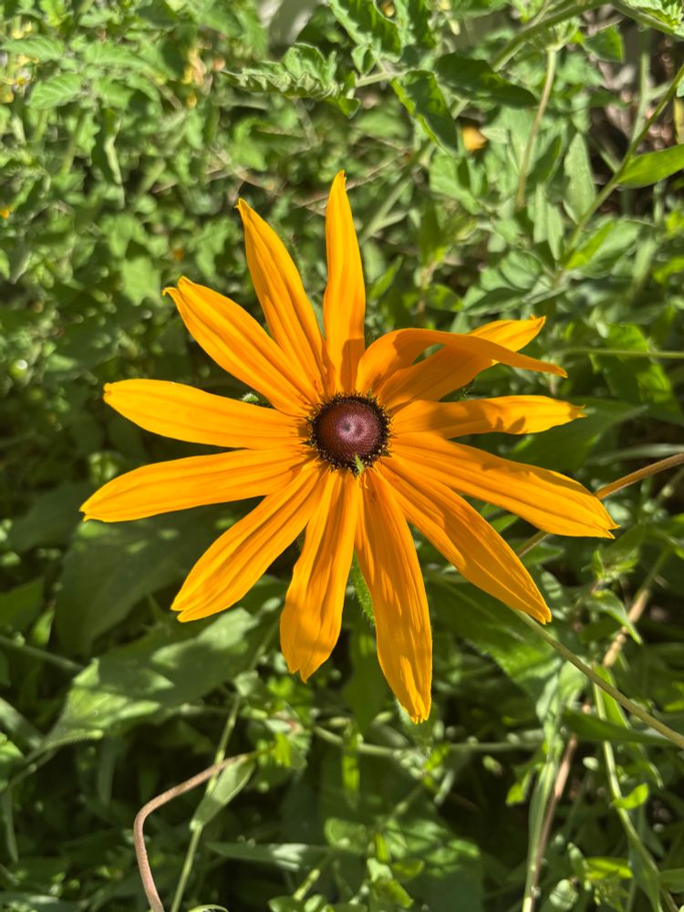 A black-eyed susan flower with long yellow petals and a brown center