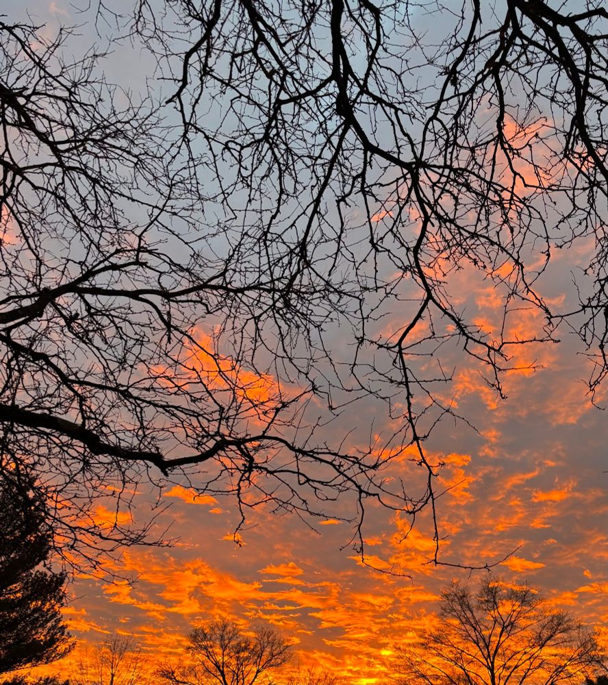 Trees and branches silhouetted against bright orange and gray-blue clouds