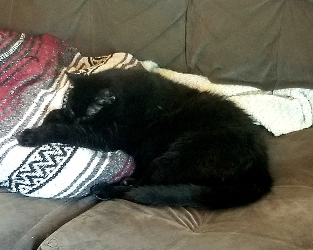 I once had a cat named Sam. The only thing he liked more than eating was sleeping. Palmyra Michigan, 07 Jun 2020. #Caturday