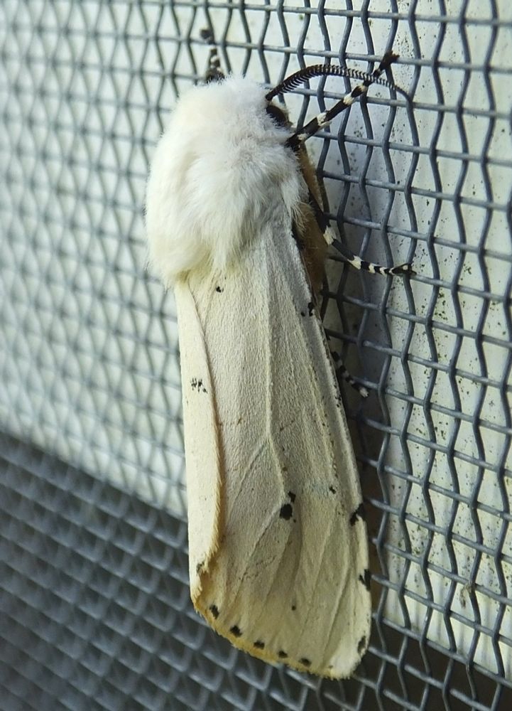 Salt marsh moths (Lepidoptera: Erebidae: Estigmene acrea) can be found throughout most of North America, and are often seen near lights at night. While they do inhabit salt marshes, they’re equally at home in fields, open woodlands, meadows, and prairies. Palmyra Michigan, 25 May 2014.