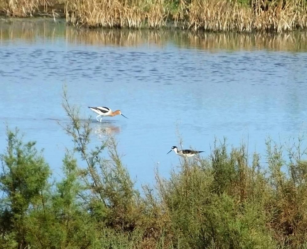American Avocets (Charadriiformes: Recurvirostridae: Recurvirostra americana) and Black-necked Stilts (Himantopus mexicanus) are related shorebirds with similar feeding habits. They wade in shallow water, hunting for small invertebrates. Salton Sea National Wildlife Refuge, California, 11 Apr 2018.