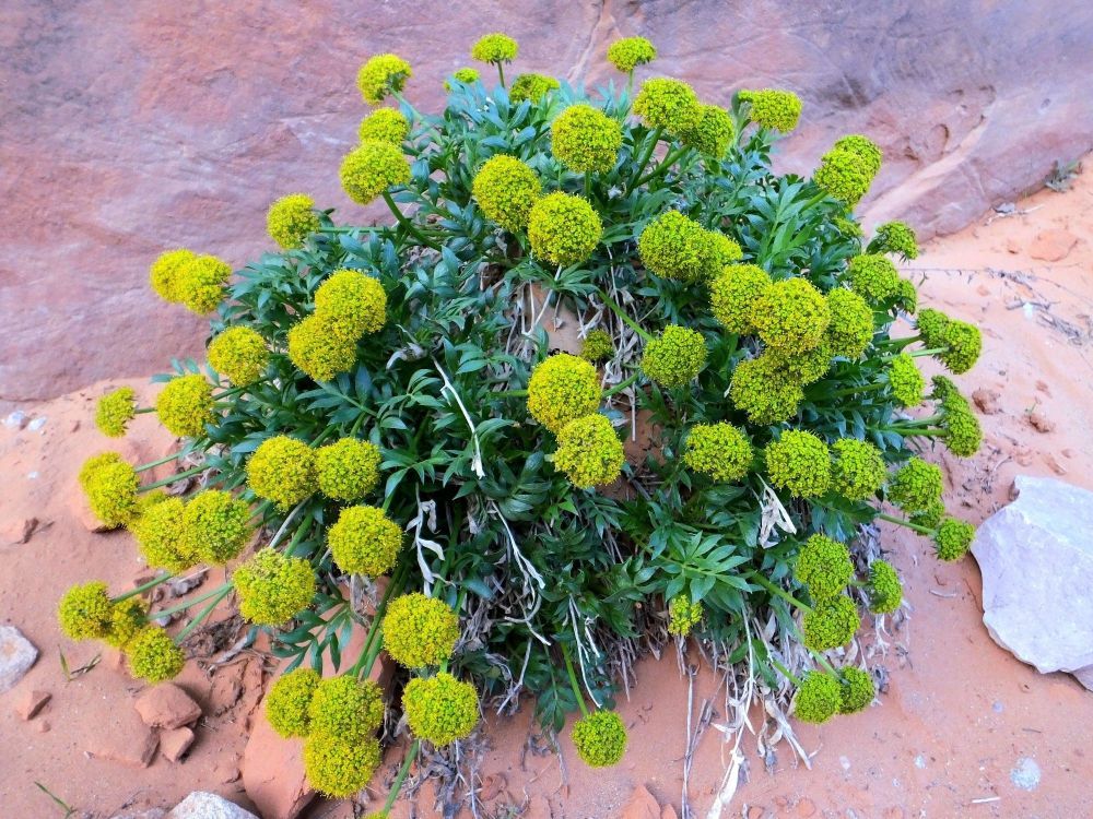 Canyonlands biscuitroot (Apiaceae: Lomatium latilobum) is limited to isolated areas of southeast Utah and extreme west-central Colorado. This rare perennial grows only in crevices and slot canyons with loose sandy soil formed from weathered sandstone. Arches National Park, Utah, 15 Apr 2014.