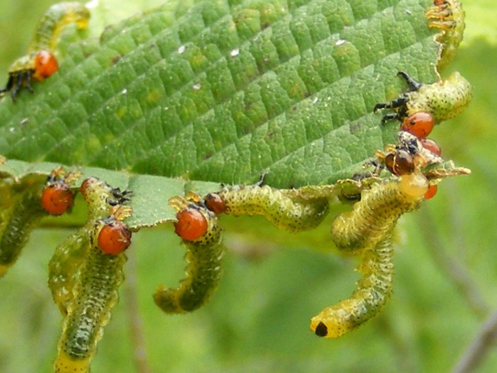 The larvae of elm argid sawflies (Hymenoptera: Argidae: Arge scapularis) typically feed on elm trees (Ulmaceae: Ulmus spp.). After fattening up and pupating, they emerge as wasp-like adults. Clayton Michigan, 13 Jul 2010.