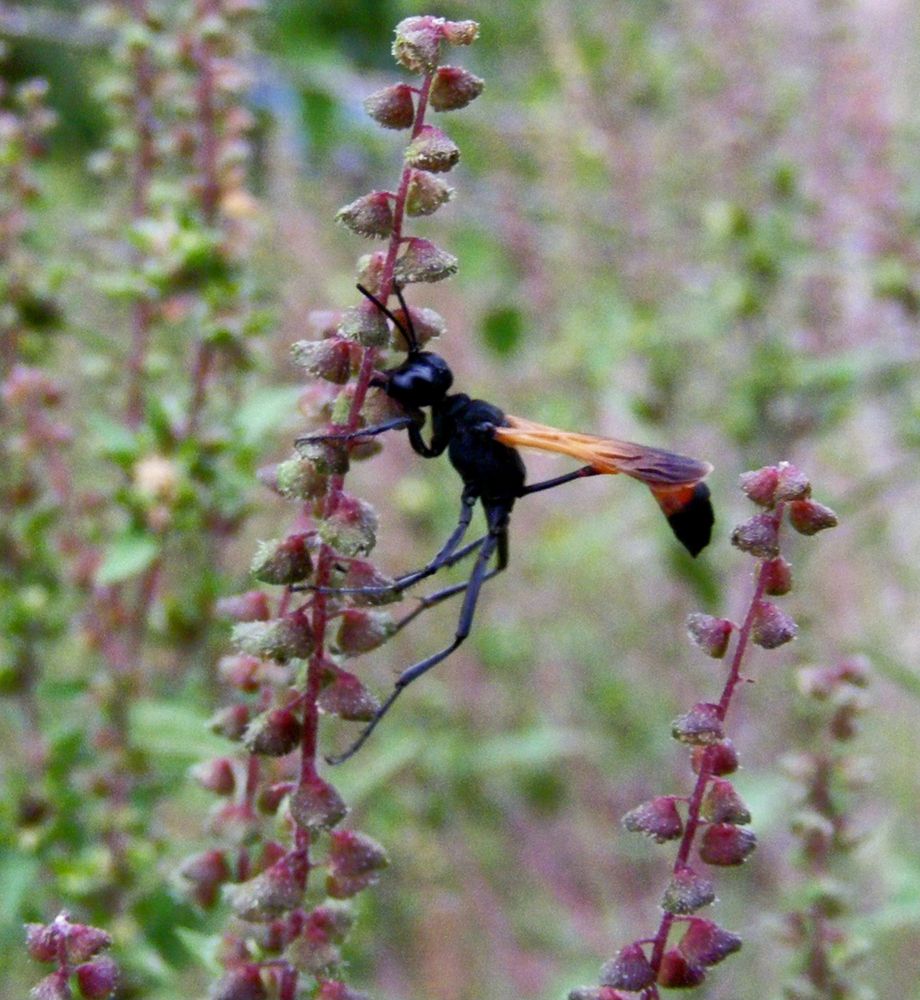When darkness falls some wasps don't return to a nest to sleep, they simply latch onto some foliage for the night. Here a thread-waisted wasp (Hymenoptera: Sphecidae: Ammophila pictipennis) has settled in on a common ragweed (Asteraceae: Ambrosia artemisiifolia). Blissfield Michigan, 18 Sep 2010.