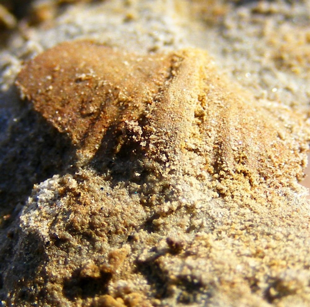 Brachiopods are shelled marine creatures that superficially resemble clams and oysters. Although still living, they were most abundant in the Paleozoic Era (540-252 mya). Since they're common fossils they're useful for dating rocks. The Knobstone Escarpment near Leota, Indiana, 19 Jan 2013.