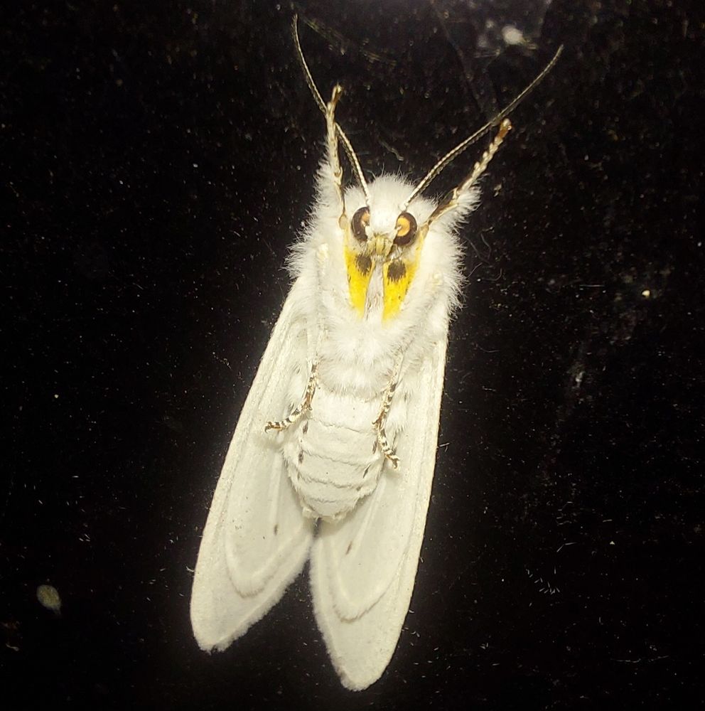 Virginian tiger moths (Lepidoptera: Erebidae: Spilosoma virginica) are medium-sized moths that can be found across much of North America, although they're more common in the east. Their larvae are called yellow bears and feed on a wide variety of plants. Blissfield Michigan, 05 Aug 2025.