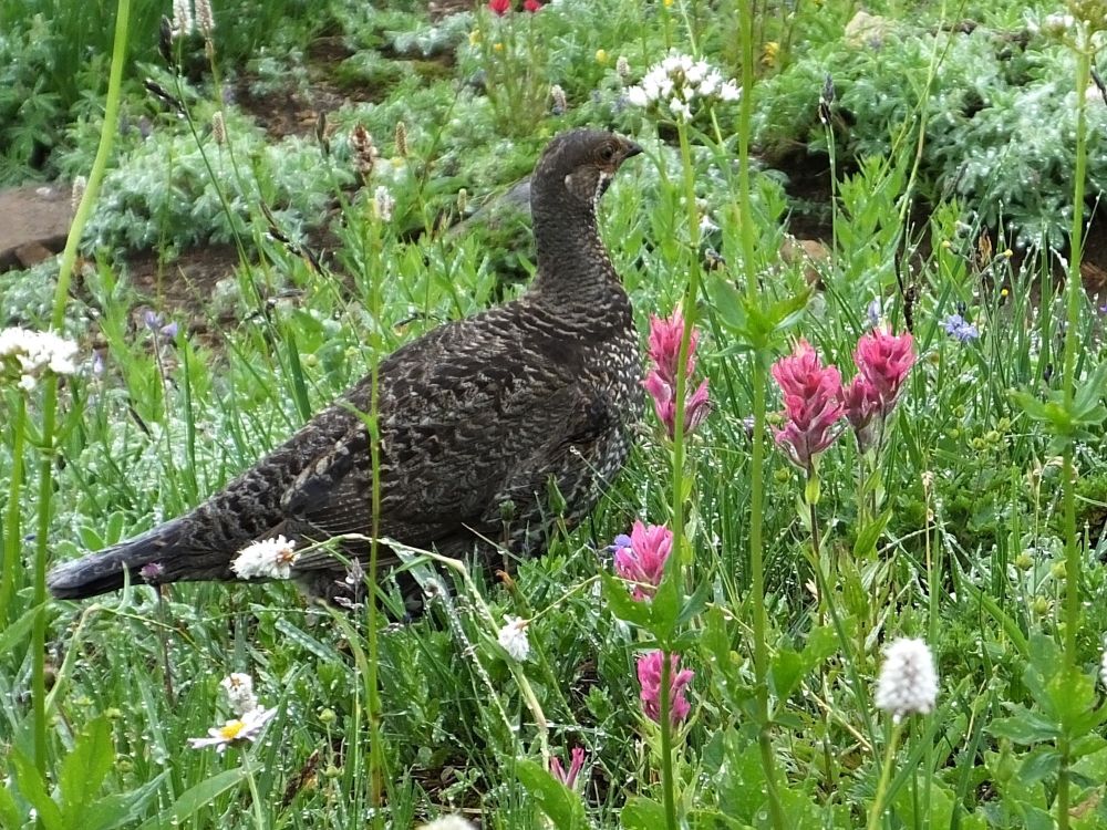 A Sooty Grouse hen and chick (Galliformes: Phasianidae: Dendragapus fuliginosus) foraging near Paradise Park. Found throughout the Pacific Northwest, these birds feed on a variety of plant materials and arthropods. Mount Rainier National Park, Washington, 15 Aug 2014.