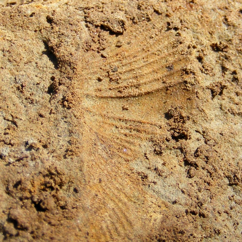 Brachiopods are shelled marine creatures that superficially resemble clams and oysters. Although still living, they were most abundant in the Paleozoic Era (540-252 mya). Since they're common fossils they're useful for dating rocks. The Knobstone Escarpment near Leota, Indiana, 19 Jan 2013.