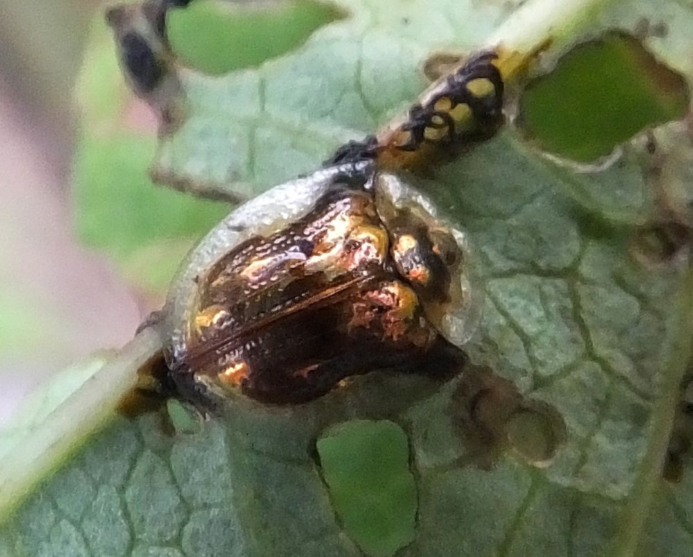 Adult tortoise beetles (Coleoptera: Chrysomelidae: Cassidini) have a rather unique appearance. Some resemble lady beetles and some look more metallic, but what’s really interesting about them is that most species have translucent shells. Palmyra Michigan, 03 Aug 2014.
