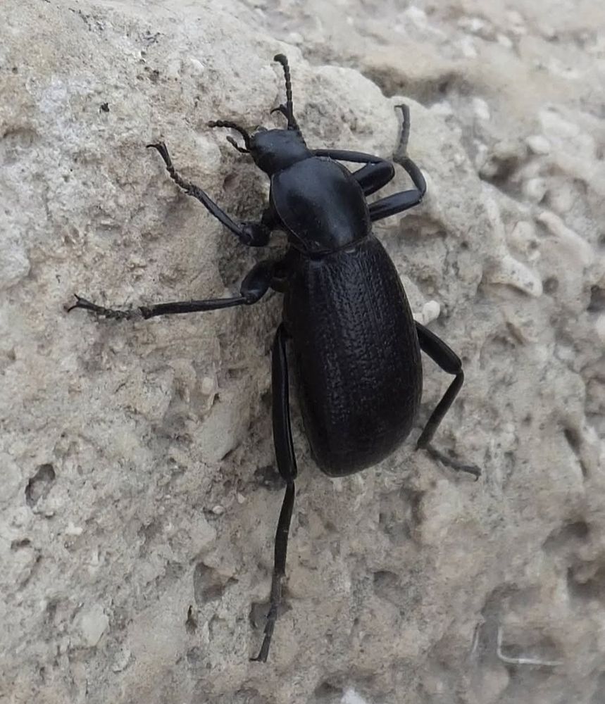 Desert stink beetles (Coleoptera: Tenebrionidae: Eleodes spp.) inhabit much of western North America. They get their common name because they live in arid regions and can spray a foul-smelling defensive fluid. Guadalupe Mountains National Park, Texas, 15 Apr 2017.