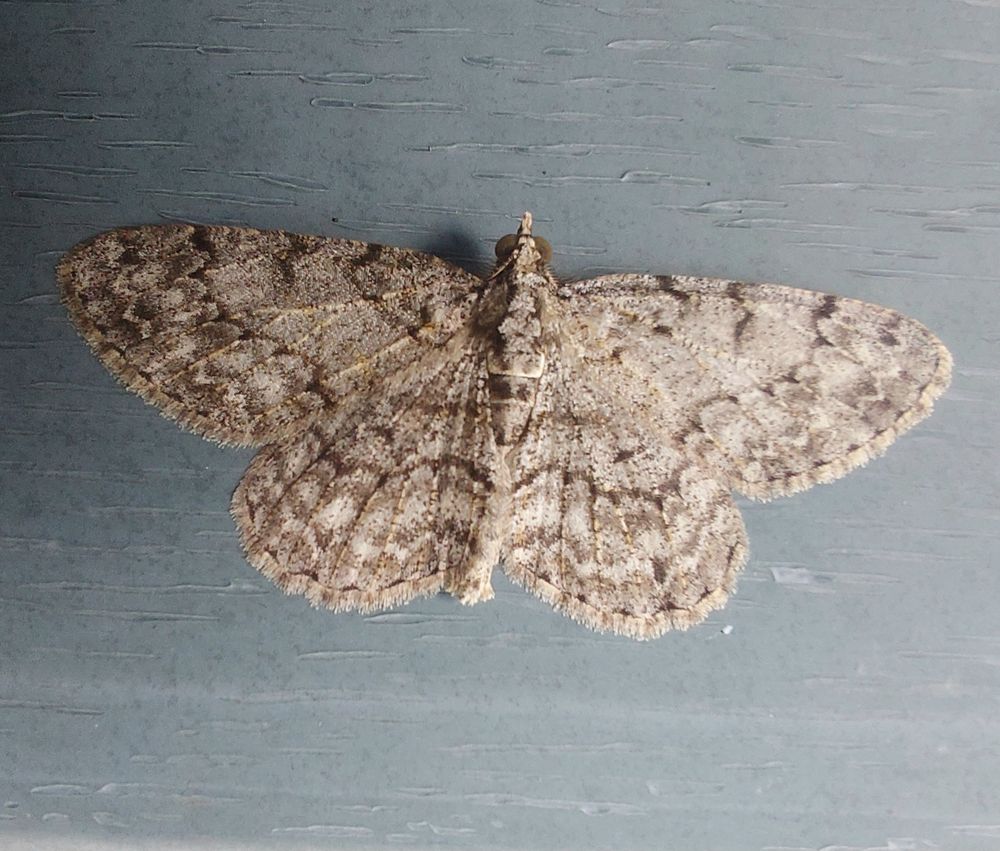 Porcelain grays (Lepidoptera: Geometridae: Protoboarmia porcelaria) are medium-sized moths found in the eastern US and Canada. Larvae are called dash-lined loopers and are typical 