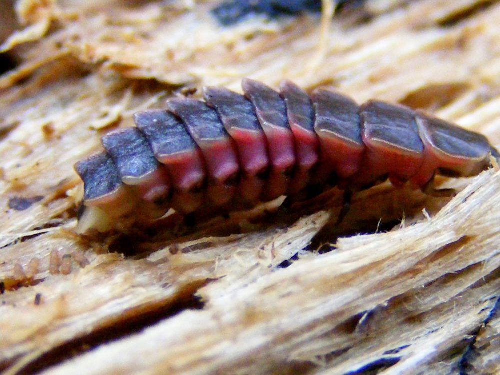 Like most adults, the larvae of firefly beetles (Coleoptera: Lampyridae) can glow. While many adults use their bioluminescence for courtship, larvae use it to warn potential predators of their distasteful defensive chemicals. Blissfield Michigan, 31 Oct 2010.