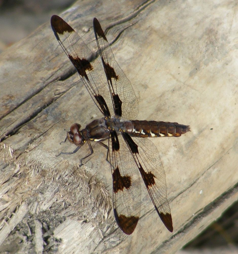 Common whitetails (Odonata: Libellulidae: Plathemis lydia) inhabit much of North America. Like other dragonflies they tend to stay near water, where they lay eggs bearing their aquatic young. While males do have a white tail, females like this one do not. Blissfield Michigan, 30 Jun 2012.