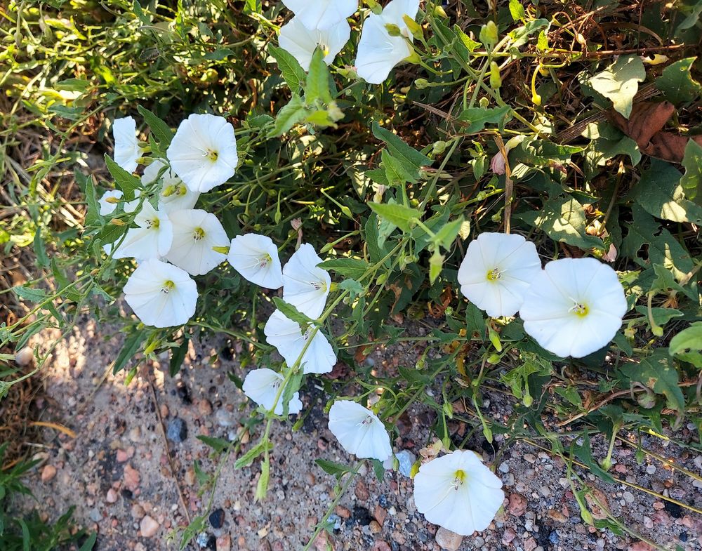 Field bindweed (Convolvulaceae: Convolvulus arvensis) is native to Eurasia but was inroduced to North America in the eighteenth century. This creeping, climbing vine spreads aggressively and is listed as a noxious weed in at least two dozen US states. Brady Nebraska, 29 Jul 2025.