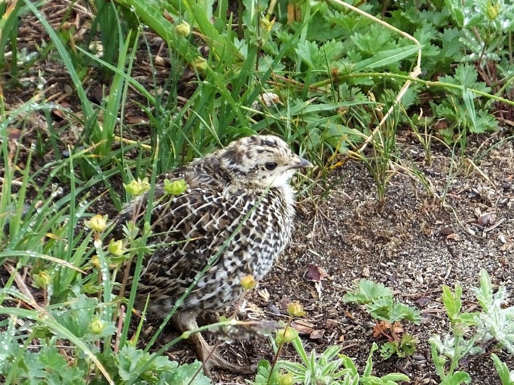 A Sooty Grouse hen and chick (Galliformes: Phasianidae: Dendragapus fuliginosus) foraging near Paradise Park. Found throughout the Pacific Northwest, these birds feed on a variety of plant materials and arthropods. Mount Rainier National Park, Washington, 15 Aug 2014.