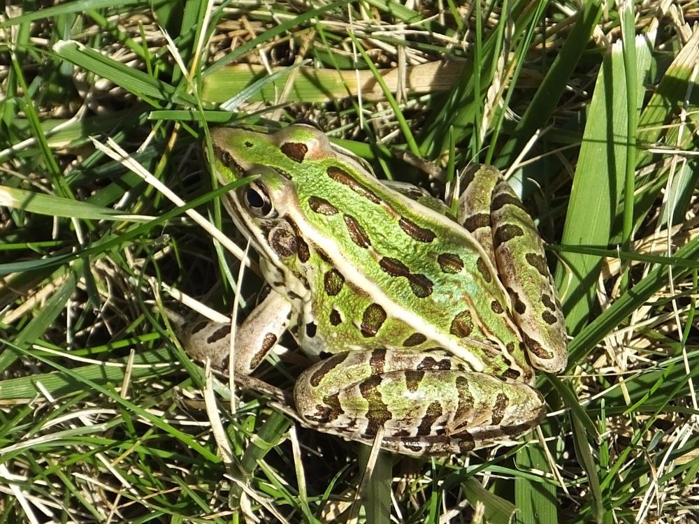 Northern leopard frogs (Anura: Ranidae: Lithobates pipiens) are often encountered near ponds and marshes. As with other amphibians they lay their eggs in slow or standing water, and their young tadpoles feed and develop in these aquatic environments. Clayton Michigan, 04 Sep 2013.