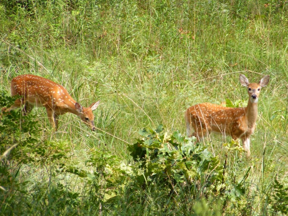 White-tailed deer fawns (Artiodactyla: Cervidae: Odocoileus virginianus) along the Inland Marsh Trail. Fawns typically hide in brush while their mothers are off grazing. These two were on the move because they were following their mother. Indiana Dunes National Park, Indiana, 11 Aug 2012.