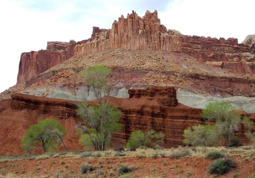 The Castle contains rocks spanning most of the Triassic Period (201-252 mya). The Wingate Sandstone on top is the youngest. The gray mudstone and volcanic ash of the Chinle Formation is next. The bottom is thin red beds of Moenkopi sandstone and shale. Capitol Reef National Park, Utah, 11 Apr 2014.