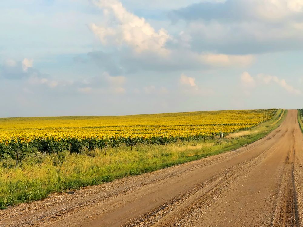 A huge field of sunflowers near Reliance South Dakota, 30 Jul 2025.