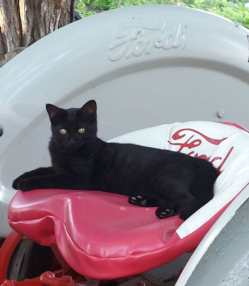 For #InternationalCatDay, farm cat Baby Ravage is learning to operate the 1958 Ford 851 Powermaster. Blissfield Michigan, 08 Aug 2025.