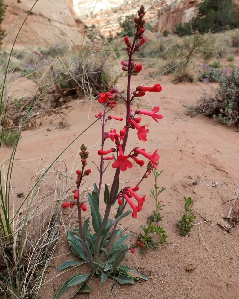 Utah penstemon (Plantaginaceae: Penstemon utahensis) inhabits dry areas of the southwestern US. The bright tubular flowers provide nectar for hummingbirds, who are the primary pollinators. Capitol Reef National Park, Utah, 11 Apr 2014.