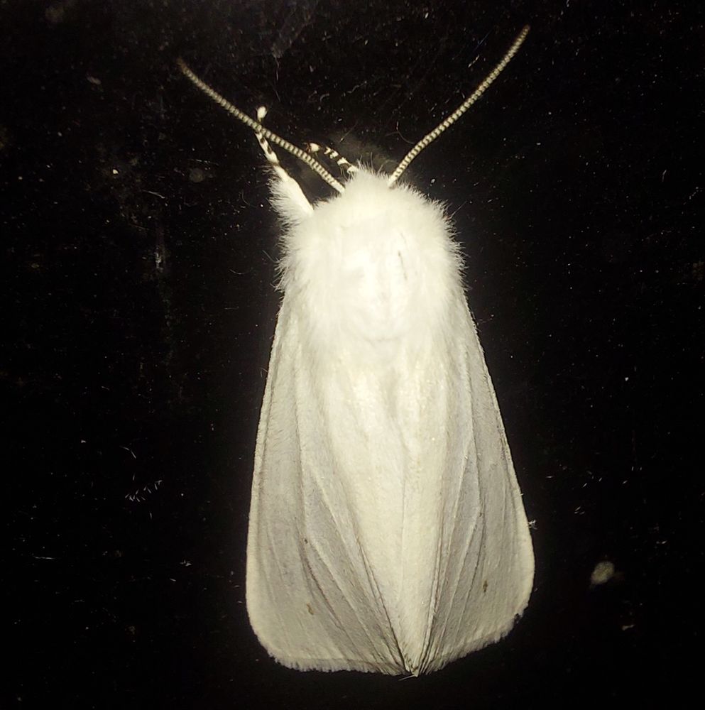 Virginian tiger moths (Lepidoptera: Erebidae: Spilosoma virginica) are medium-sized moths that can be found across much of North America, although they're more common in the east. Their larvae are called yellow bears and feed on a wide variety of plants. Blissfield Michigan, 05 Aug 2025.