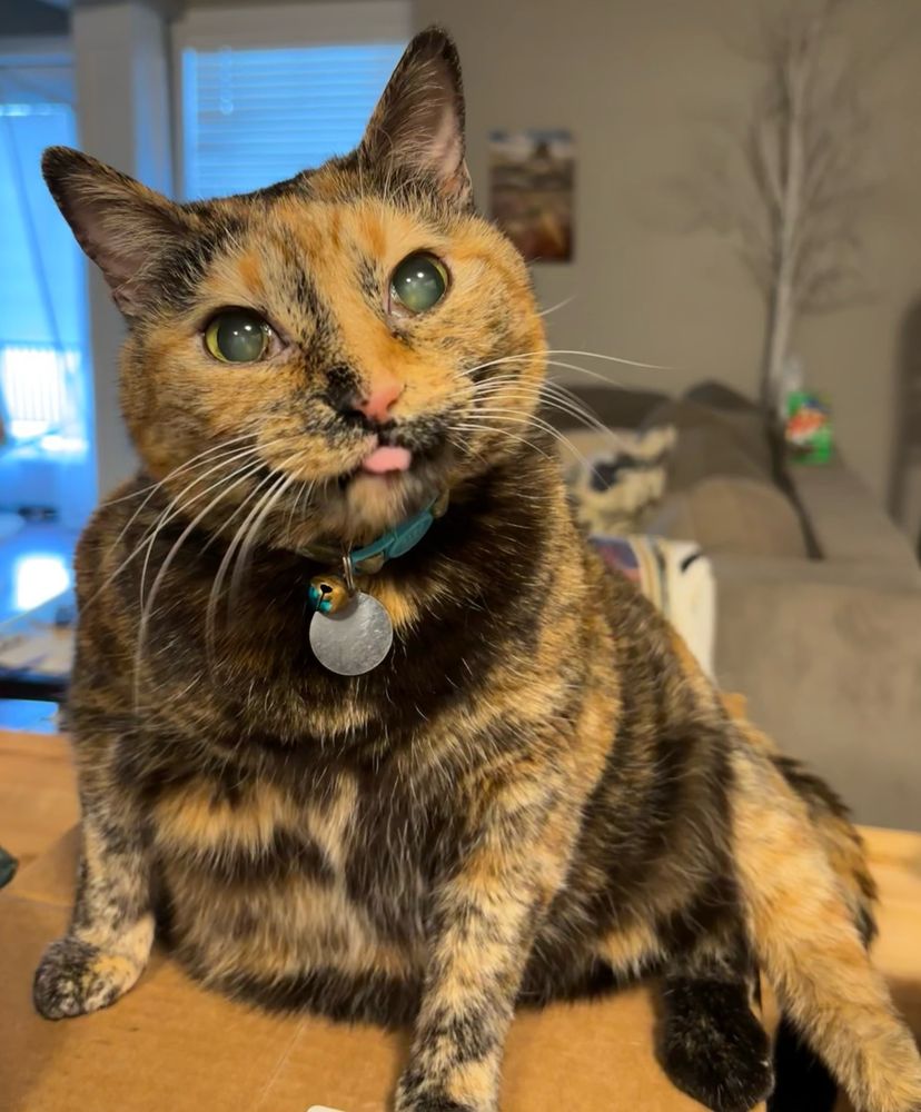 Winnie the tortie cat is sitting on a chewy box and has been photographed mid blep