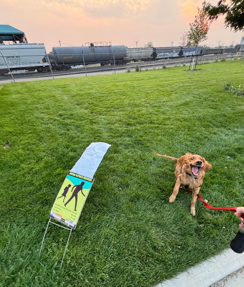 Russet the golden retriever mid snarl with the zoomies trying to fight a sign that is blowing over in the wind on green grass with a stationary train in the background 