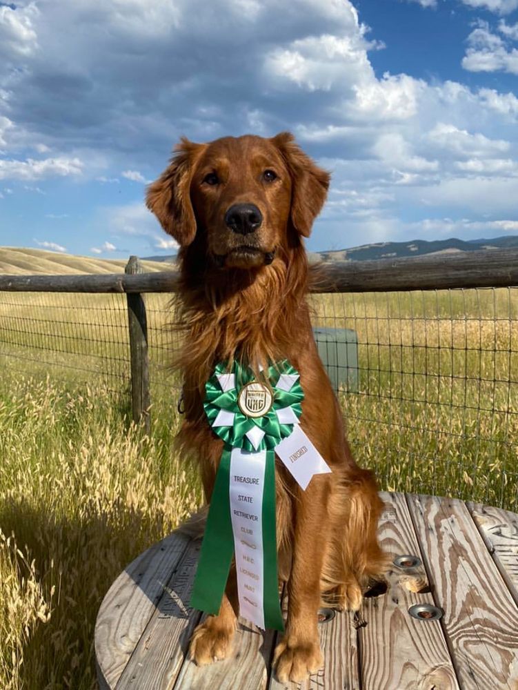 A red golden retriever with long wavy hair. He’s wearing a green and white ribbon and sitting in a wooden object in front of grassland and mountains 