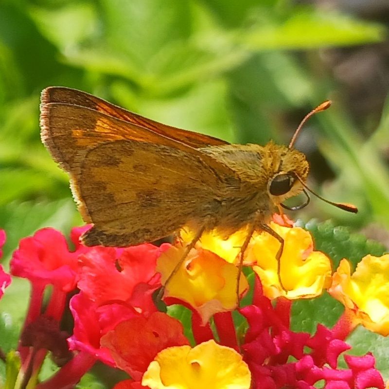 An extreme close-up of a brown spotted butterfly or moth  caught in the act of sipping nectar.