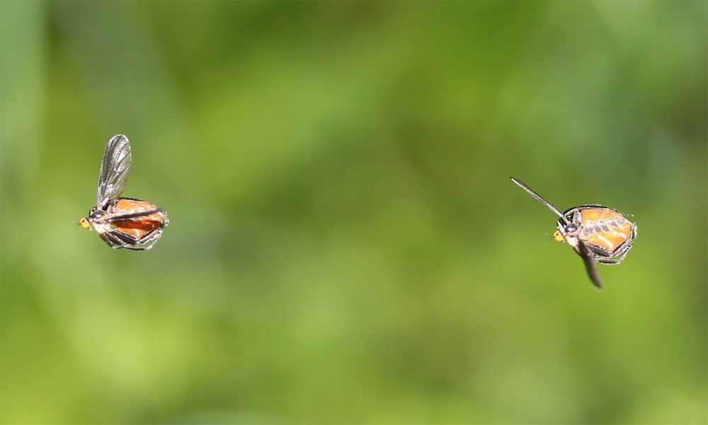 Image of two swarming dance flies.